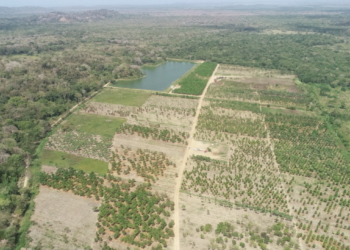 Barranquilla nuevamente es reconocida entre las ciudades árbol del mundo
