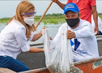 Por primera vez se logra el repoblamiento de 12 millones de alevinos en los cuerpos de agua del Atlántico