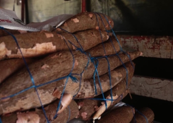 Gobernación del Atlántico apoya a campesinos del departamento para la comercialización de la yuca