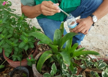 Por temporada de lluvias, Distrito invita a la ciudadanía a fortalecer medidas de prevención del dengue