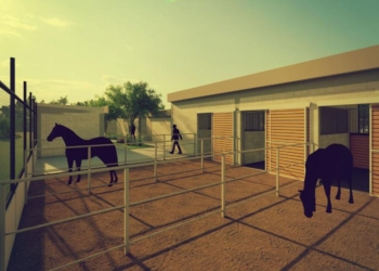 Barranquilla tendrá un centro integral para los animales que habitan en las calles