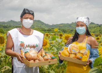 Con girasoles a bordo, el níspero y el mango se estrenan en la ruta gastronómica de Sazón Atlántico
