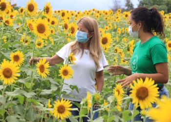 Malambo será la próxima parada de ‘La Ruta del Girasol’