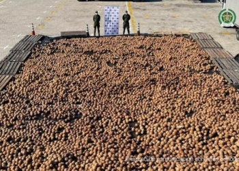 Descubren cocaína líquida en cargamento de cocos que se dirigía a Europa