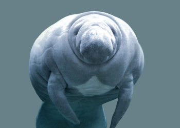 Encuentran en Colombia el antepasado más antiguo de los manatíes de América