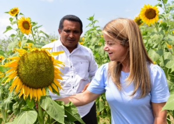 “Regresa la Ruta del Girasol a Pital de Megua, esta vez con unos tallos y flores impresionantes”: Elsa Noguera