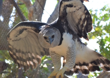 Águila Harpía y Puma, van a segunda vuelta por la Presidencia del Zoo