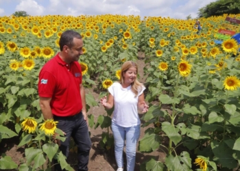 Galapa también hace parte de la Ruta del Girasol, 100 familias se beneficiarán