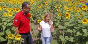 Galapa también hace parte de la Ruta del Girasol, 100 familias se beneficiarán