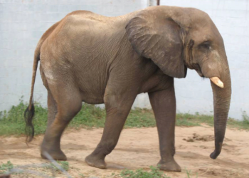 «Tantor» ha recibido todos los cuidados necesarios para su salud y bienestar»: Zoo