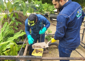 Eliminados más de 3.000 caracoles africanos en el barrio San Fernando, de Malambo