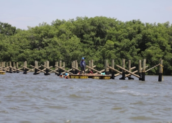Con microalgas, Distrito y CRA inician proceso de descontaminación de aguas de Mallorquín