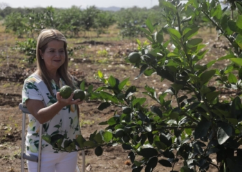 «Con los cultivos de limón tahití, contribuimos a la reducción de gases contaminantes en el Atlántico»: Elsa Noguera