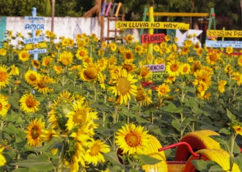 Con la Ruta del Girasol en Puerto Colombia, se conservan abejas nativas en vía de extinción