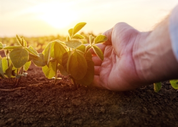 Cinco prácticas agrícolas para cuidar el planeta