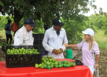 “Los productores de limón Tahití en Repelón ya están recogiendo su primera cosecha”: Elsa Noguera