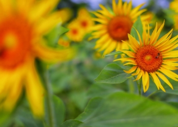 La Ruta del Girasol vuelve a Baranoa