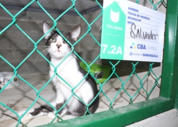 1.700 animales atendidos en el Centro de Bienestar Animal ahora tienen una nueva oportunidad de vida