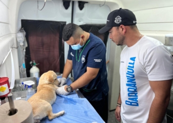 Jornadas de esterilización para mascotas, un gesto de amor