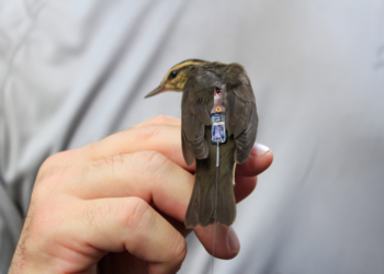 Barranquilla, ratificada como destino para el aviturismo