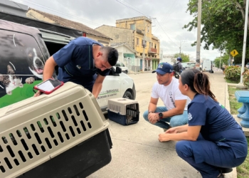 Bienestar Animal del Distrito busca sensibilizar y controlar abandono de mascotas