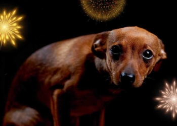 C.R.A. emite recomendaciones sobre el uso, manipulación e impacto ambiental de la  pólvora y productos pirotécnicos