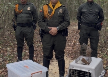 Refuerzan controles contra el tráfico ilegal de fauna y flora durante Semana Santa