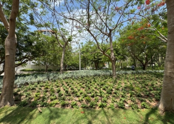 Villa Carolina reverdece con 6.000 m² de paisajismo: el parque Espejo renace como pulmón verde de Barranquilla