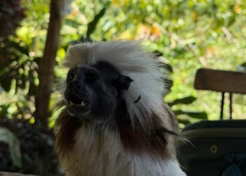 Barranquilla fortalece defensa ambiental: 62 animales silvestres volvieron a la libertad