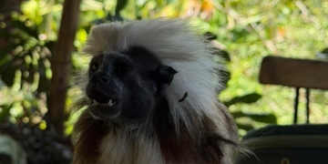 Barranquilla fortalece defensa ambiental: 62 animales silvestres volvieron a la libertad