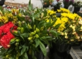 Miami se llenó de flores colombianas en el Día de las Madres, la temporada más grande de Avianca Cargo