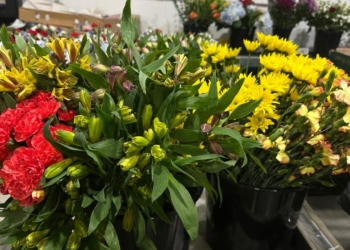 Miami se llenó de flores colombianas en el Día de las Madres, la temporada más grande de Avianca Cargo